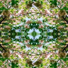 Spring Symmetry 6